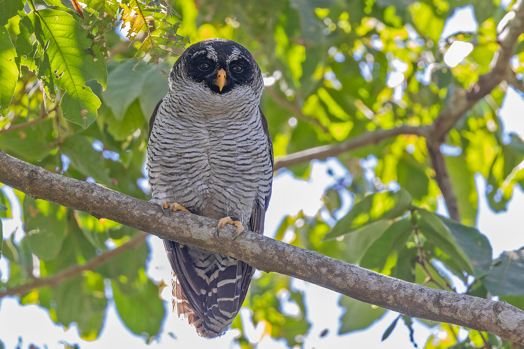Black-and-white Owl (image by Pete Morris)