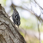 Black-and-white Warbler (image by Mike Watson)