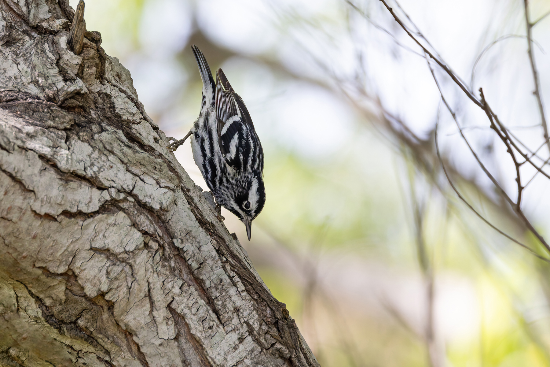 Black-and-white Warbler (image by Mike Watson)
