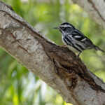 Black-and-white Warbler (image by Mike Watson)