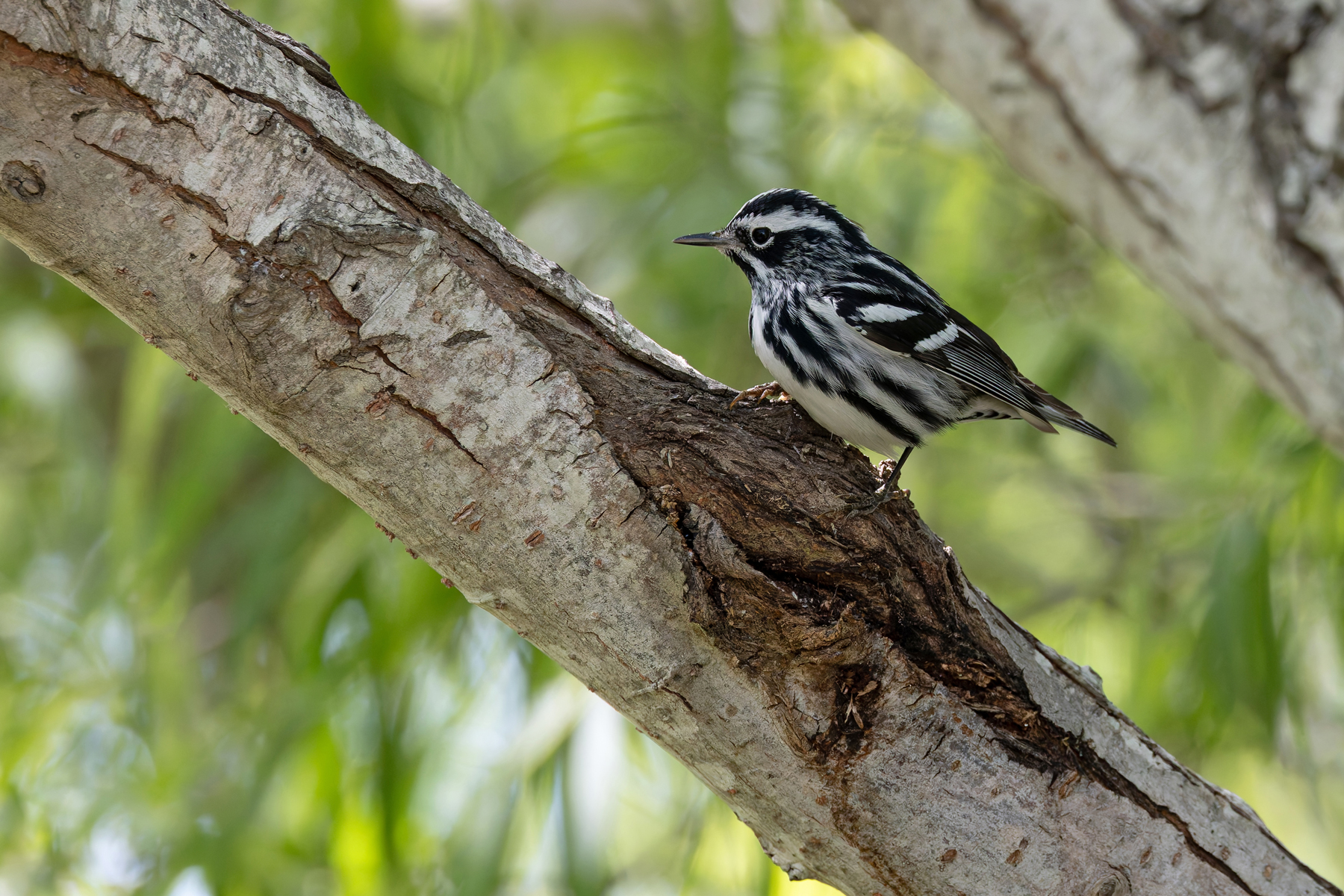 Black-and-white Warbler (image by Mike Watson)