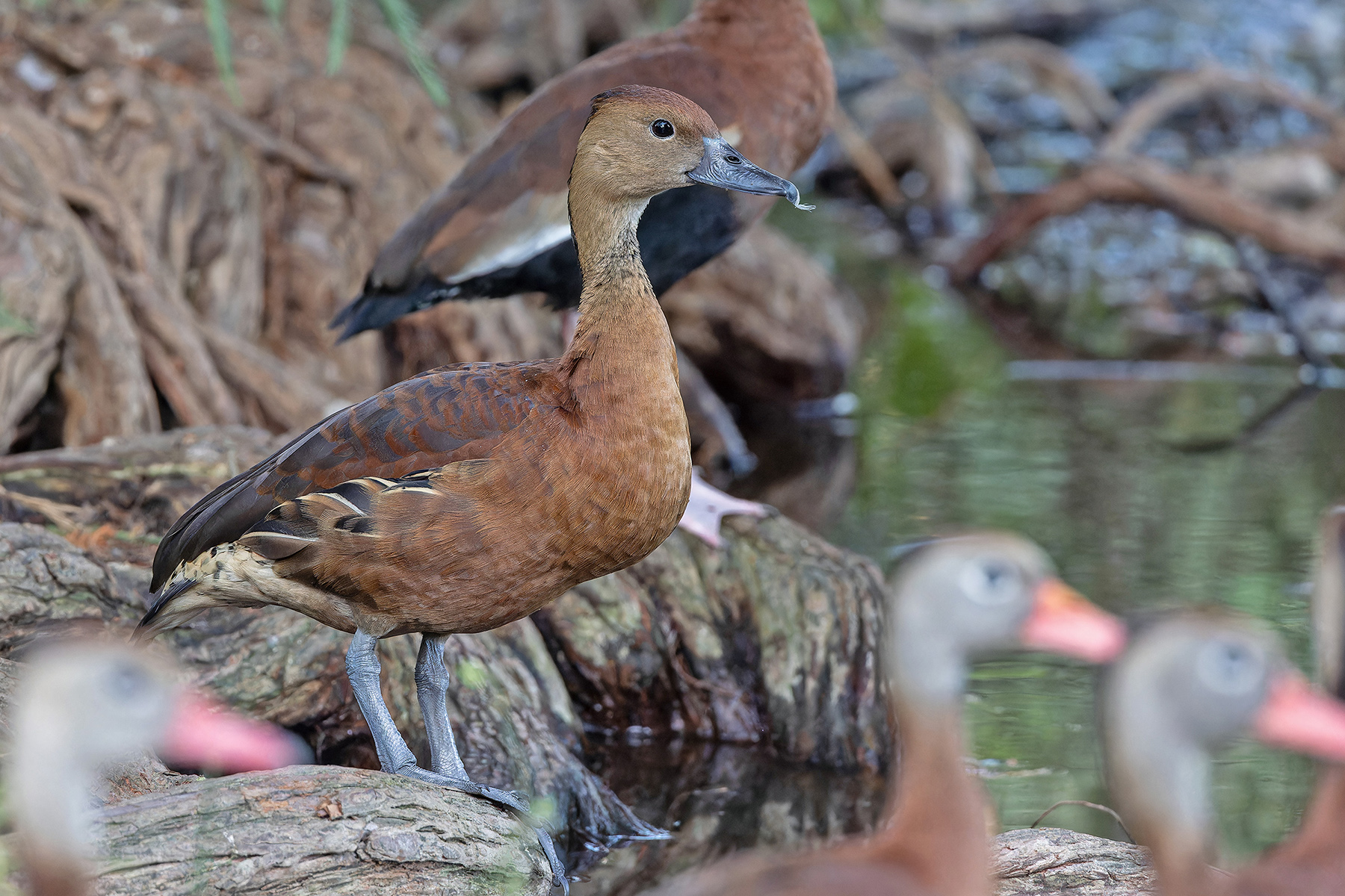 Black-bellied x Fulvous Whistling Duck (image by Pete Morris)