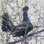 Black-billed Capercaillie (image by Trevor Ellery)
