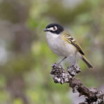 Black-capped Vireo (image by Mike Watson)