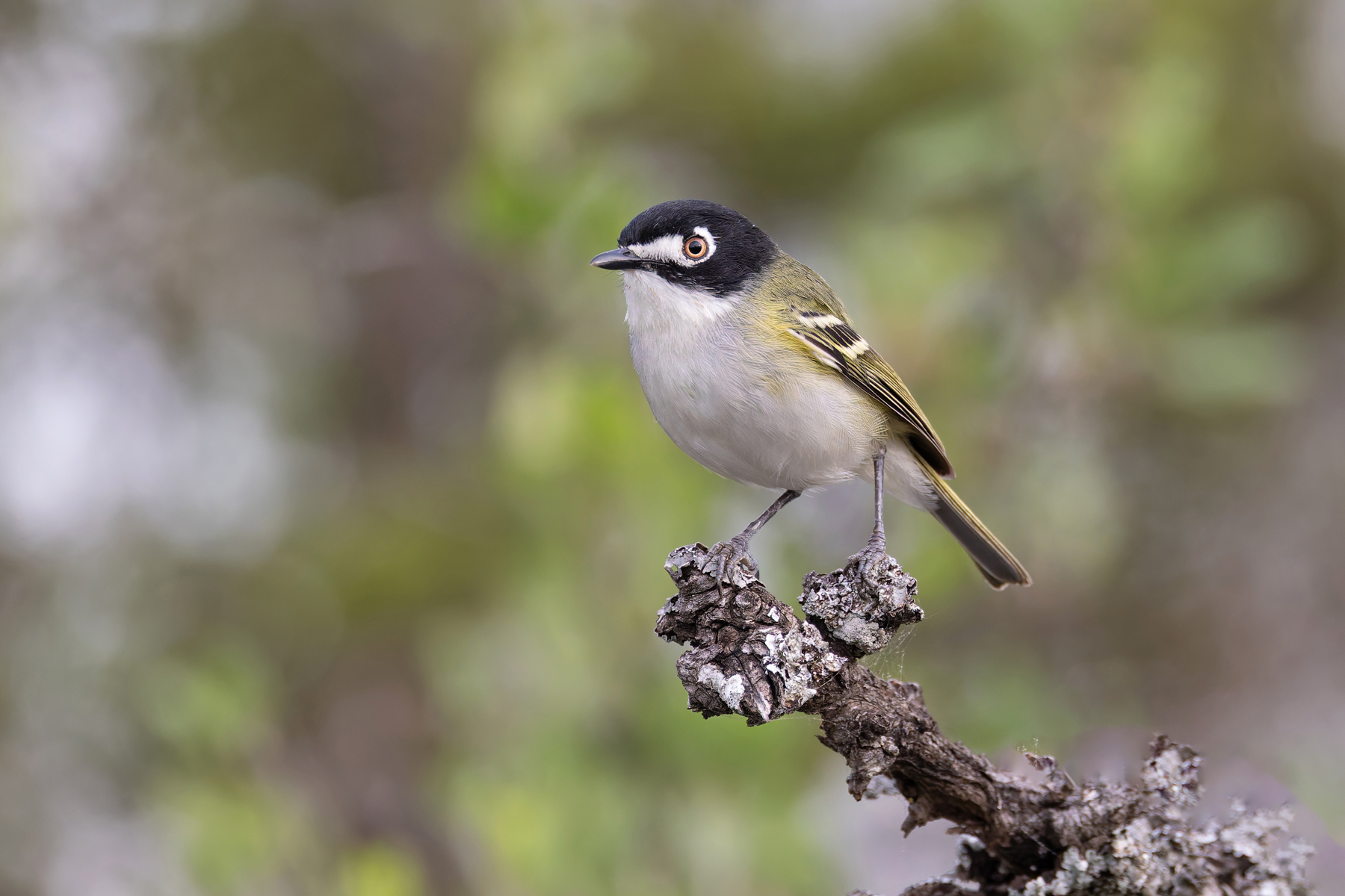 Black-capped Vireo (image by Mike Watson)
