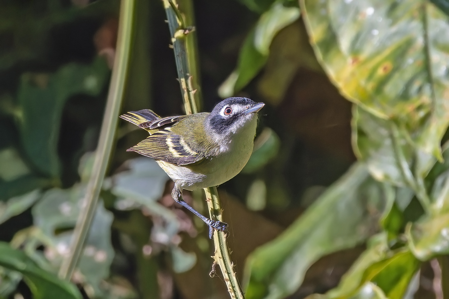 Black-capped Vireo (image by Pete Morris)
