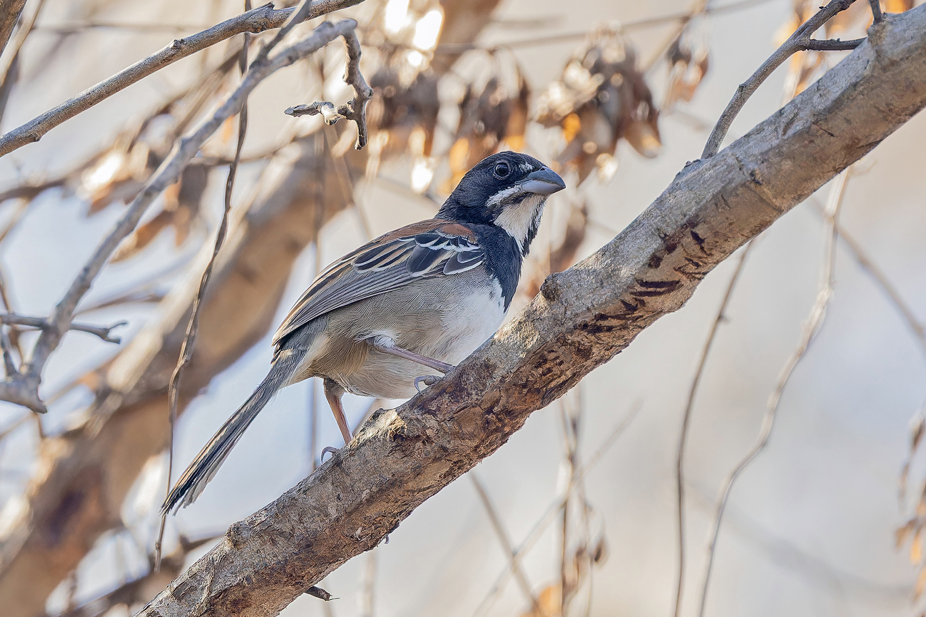 Black-chested Sparrow (image by Pete Morris)