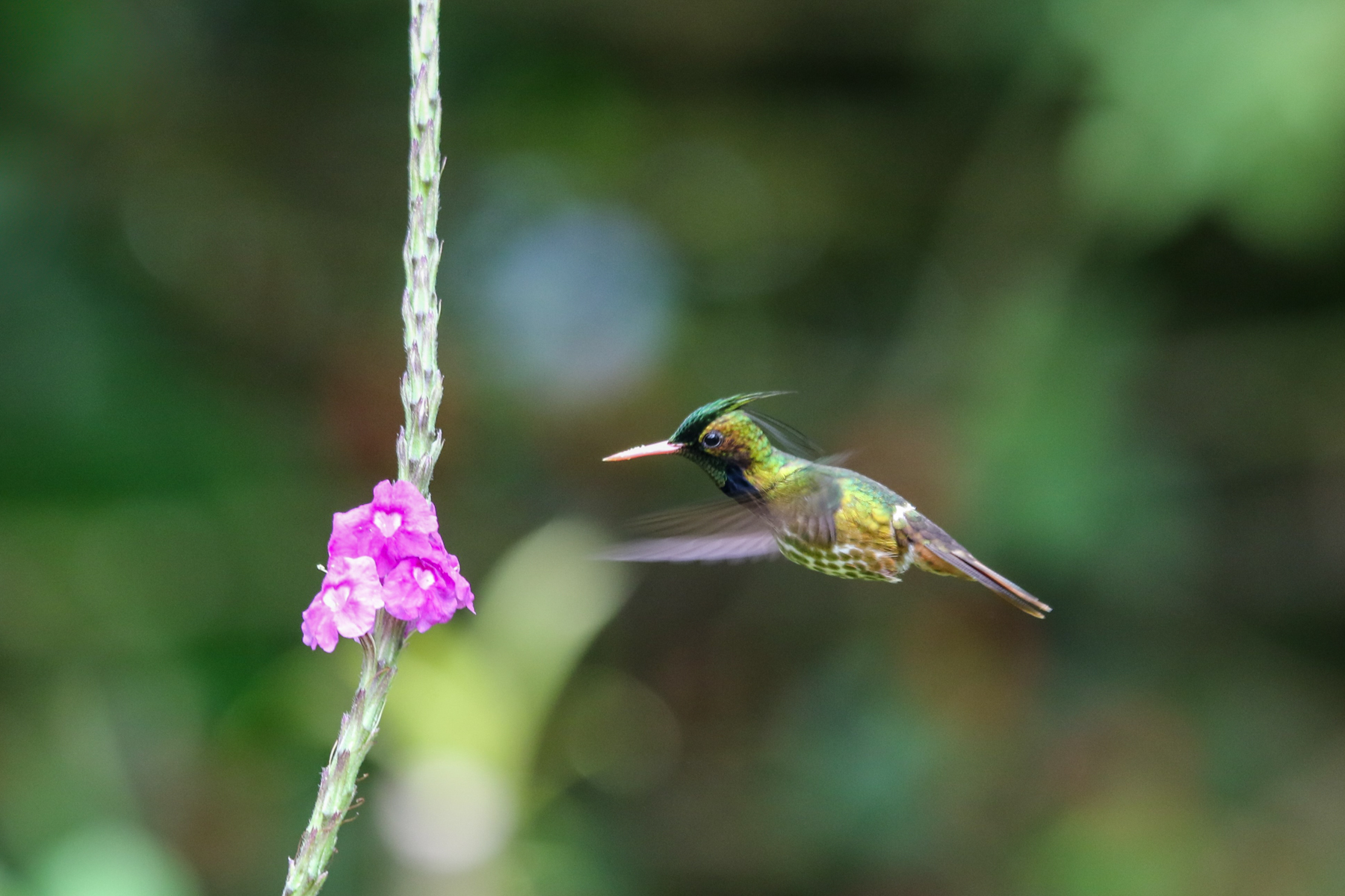 Black-crested Coquette (image by Fito Downs)