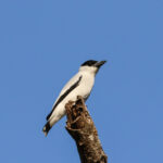 Black-crowned Tityra (image by Fito Downs)