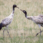 Black-necked Crane (image by Simon Mitchell)