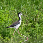 Black-necked Stilt (image by Fito Downs)