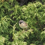 Black-throated Accentor (image by Mark Van Beirs)