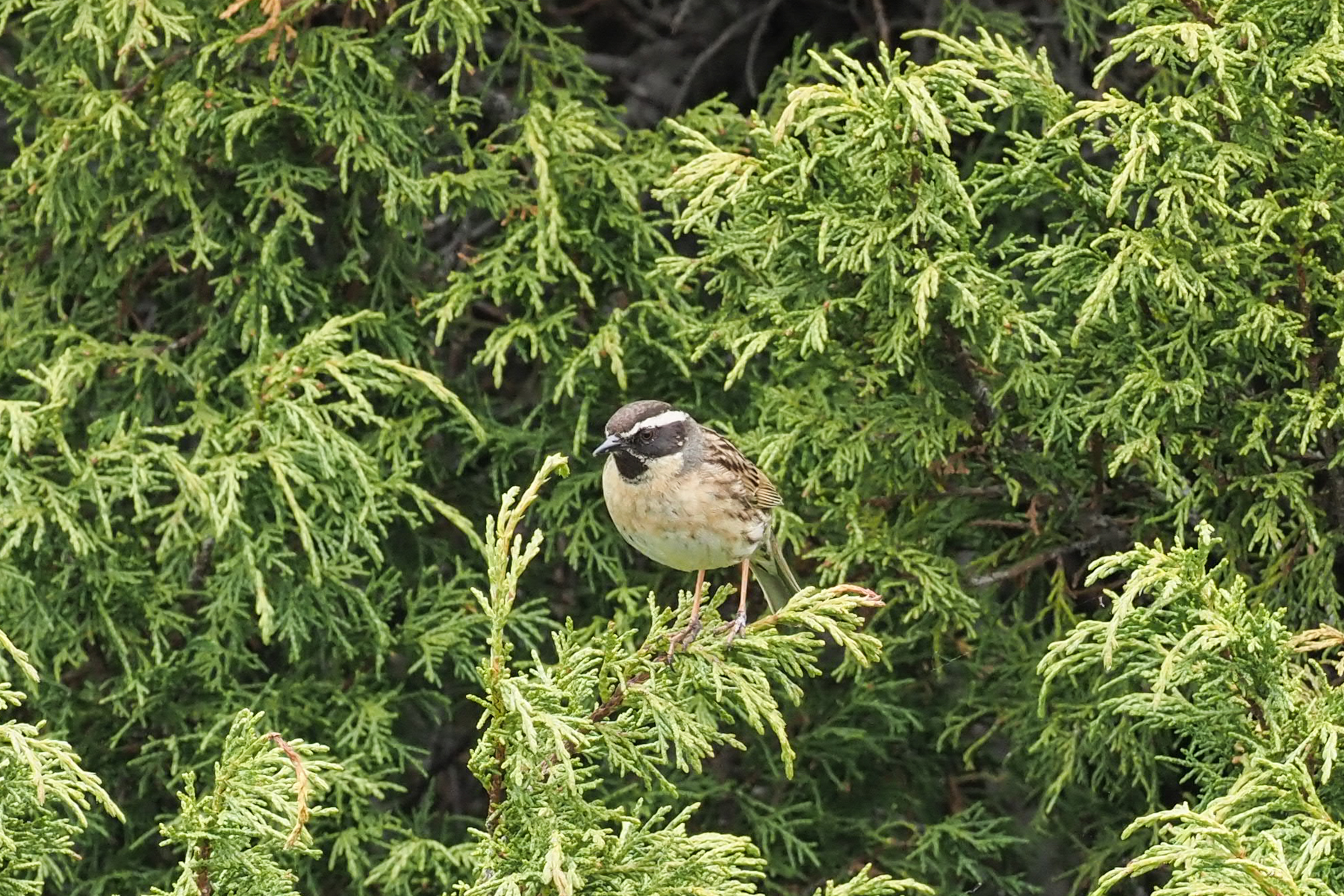 Black-throated Accentor (image by Mark Van Beirs)