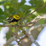 Black-throated Green Warbler (image by Mike Watson)