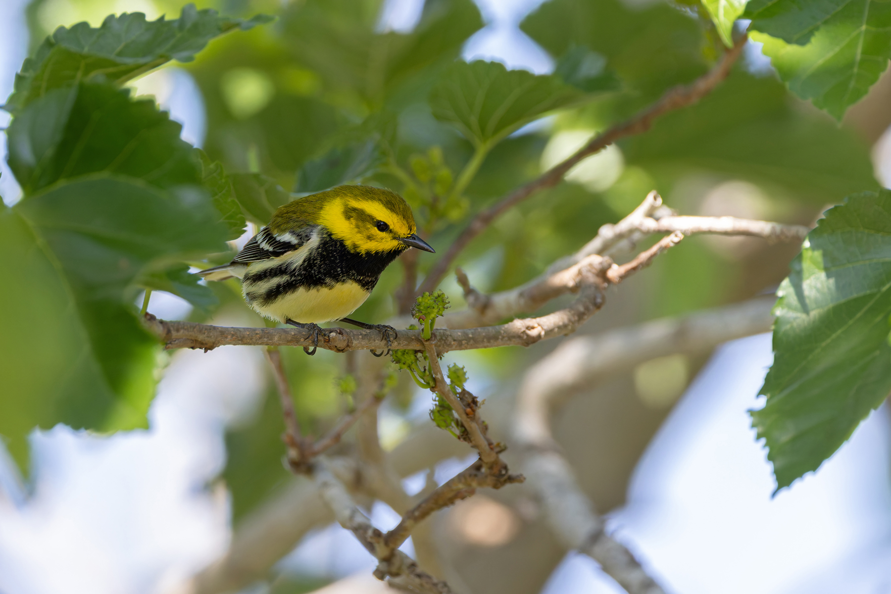Black-throated Green Warbler (image by Mike Watson)