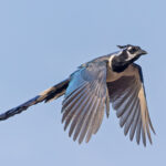 Black-throated Magpie-Jay (image by Pete Morris)