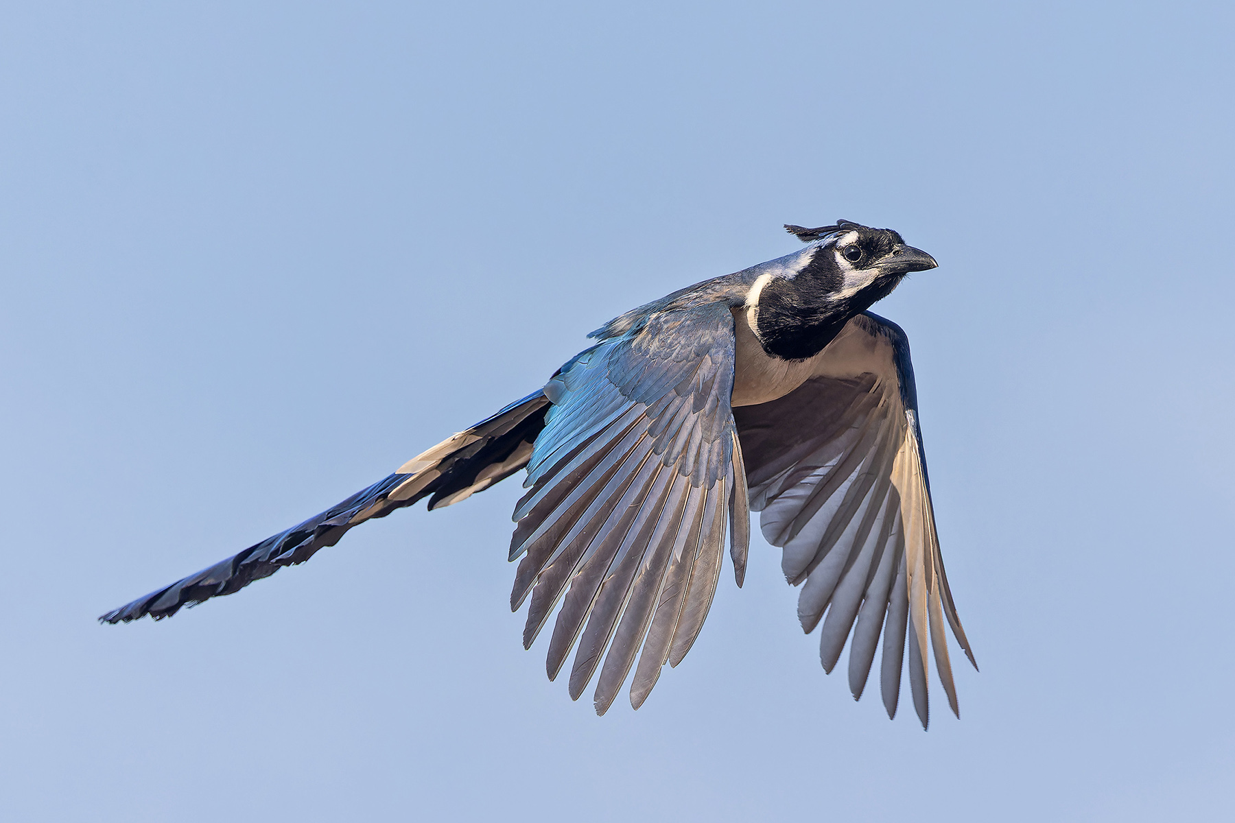 Black-throated Magpie-Jay (image by Pete Morris)
