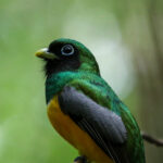 Black-throated Trogon (image by Fito Downs)