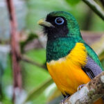 Black-throated Trogon (image by Fito Downs)