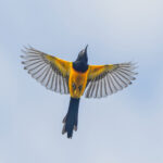 Black-vented Oriole (image by Pete Morris)