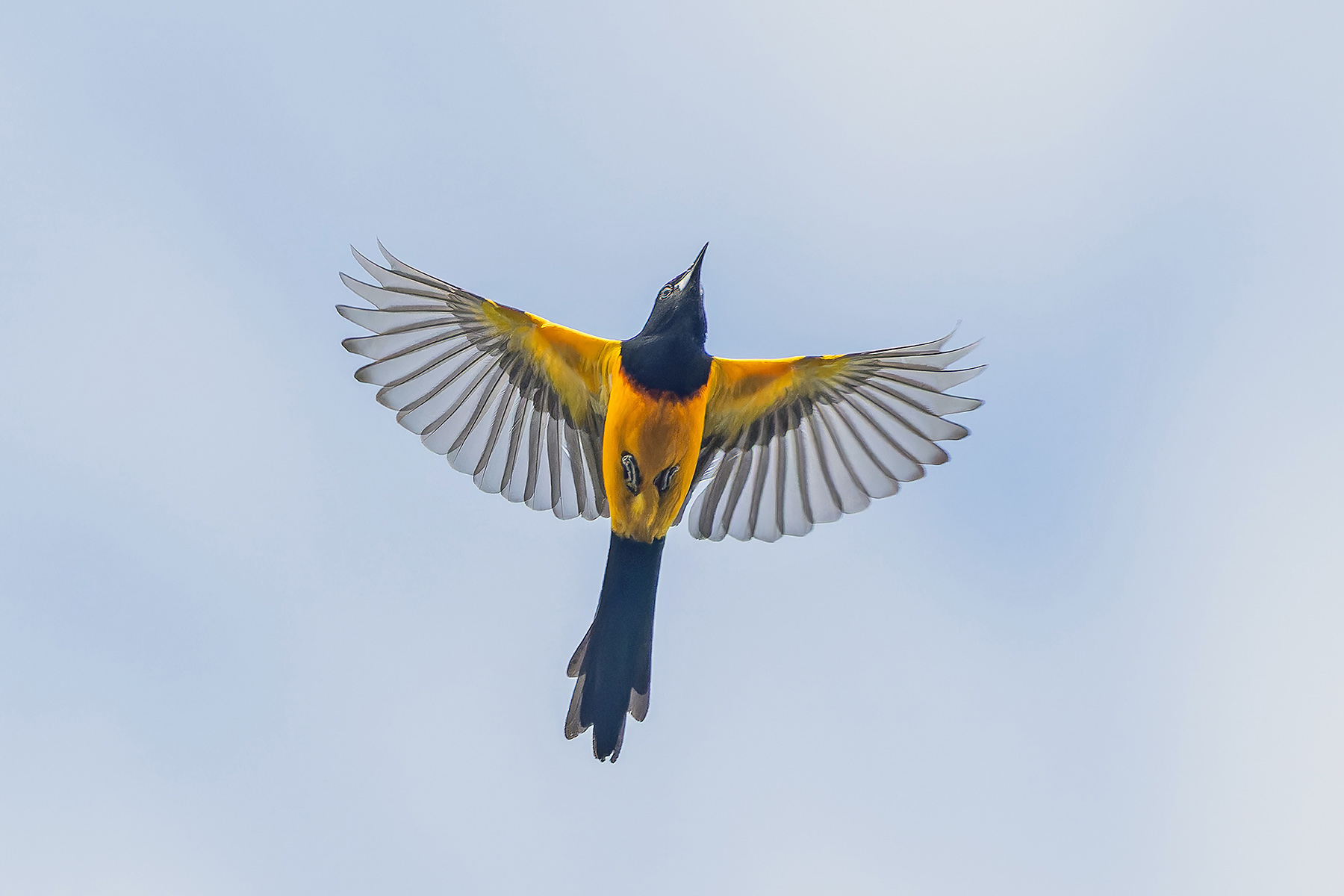 Black-vented Oriole (image by Pete Morris)