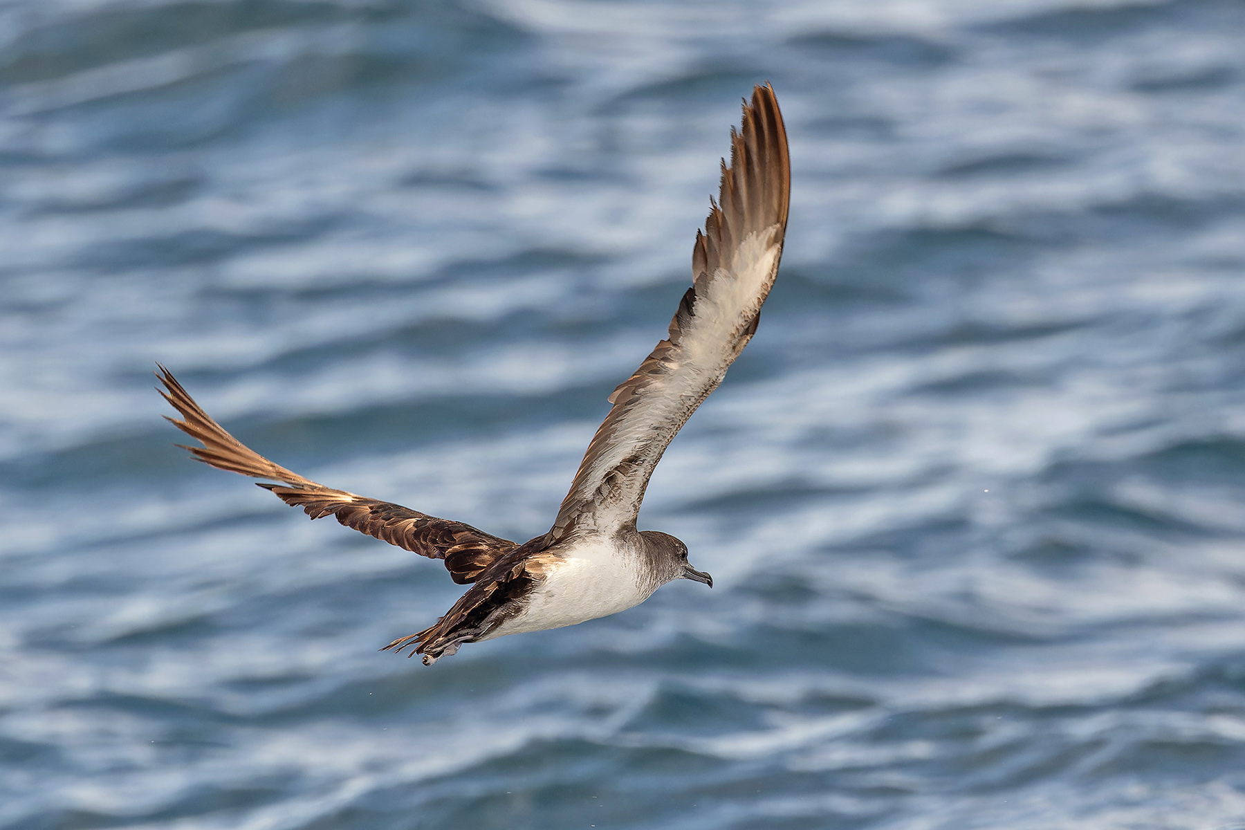 Black-vented Shearwater (image by Pete Morris)