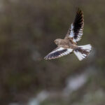 Black-winged Snowfinch (image by Simon Mitchell)
