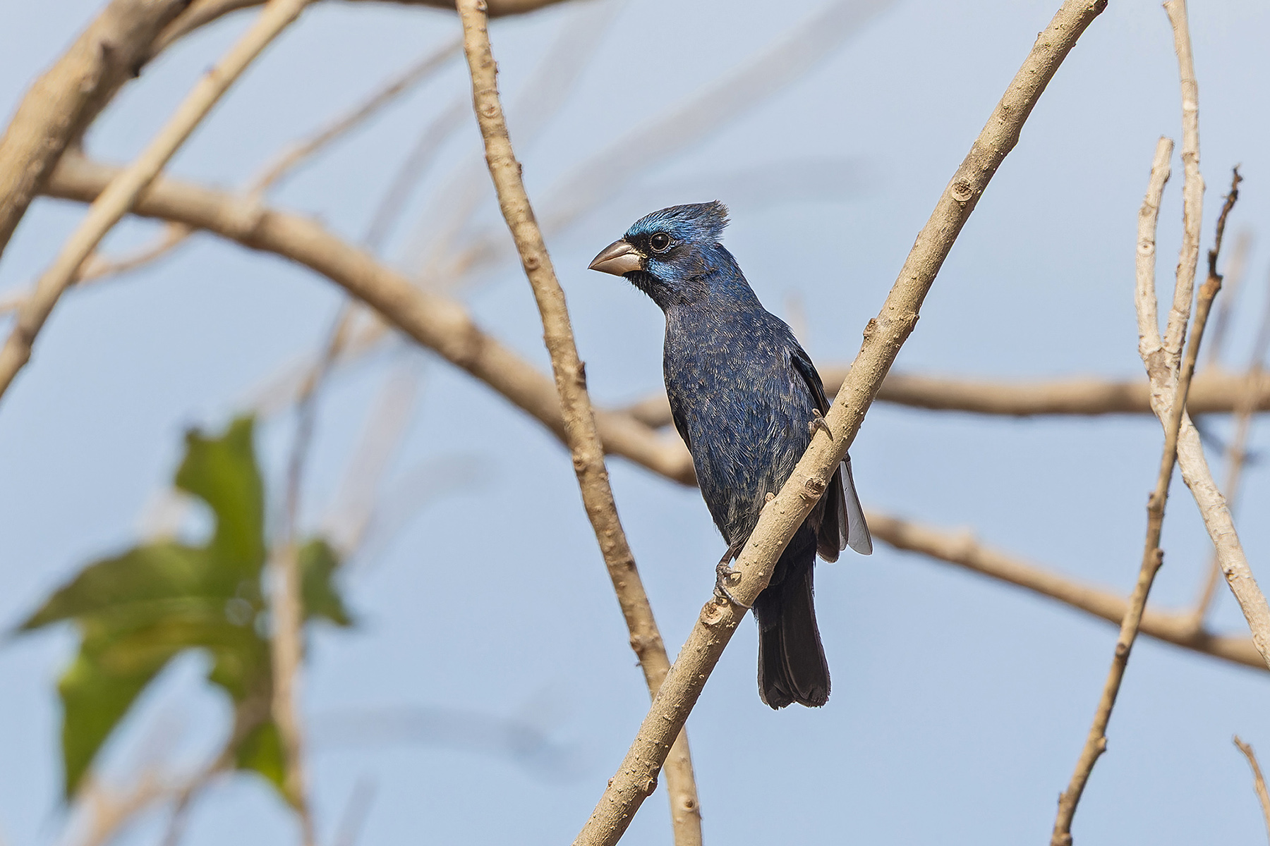 Blue Bunting (image by Pete Morris)