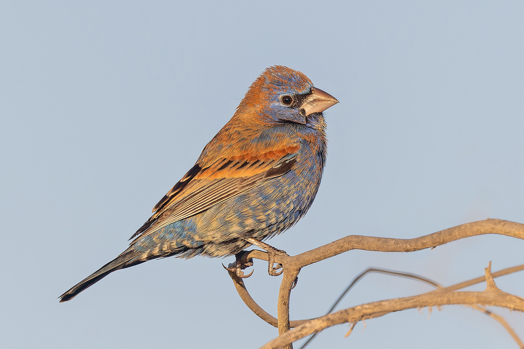 Blue Grosbeak (image by Pete Morris)