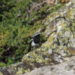 Blue-capped Redstart (image by Mark Van Beirs)