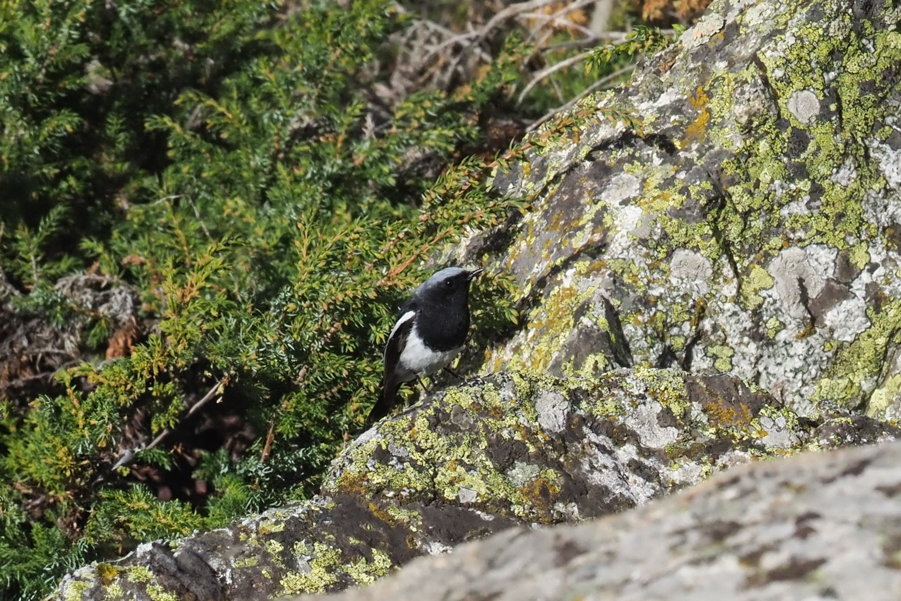 Blue-capped Redstart (image by Mark Van Beirs)