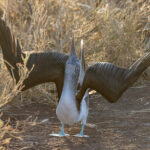 Blue-footed Booby (image by Mike Watson)