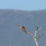 Blyth's Rosefinch (image by Mark Van Beirs)