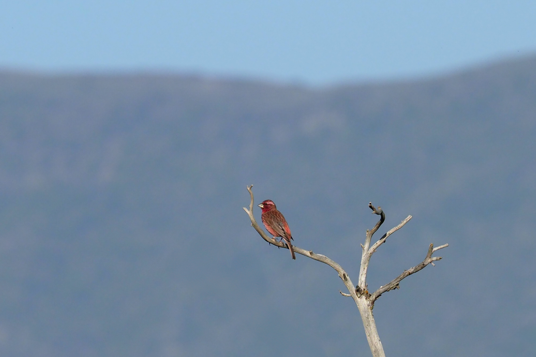 Blyth's Rosefinch (image by Mark Van Beirs)