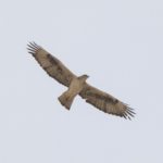 Bonelli's Eagle (image by Sjoerd Radstaak)