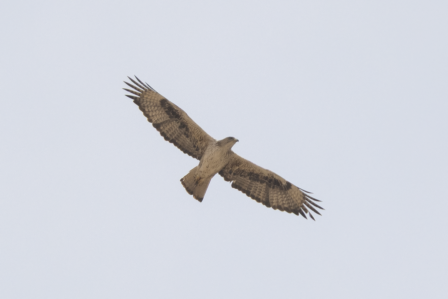 Bonelli's Eagle (image by Sjoerd Radstaak)