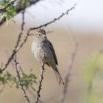 Brewer's Sparrow (image by Mike Watson)