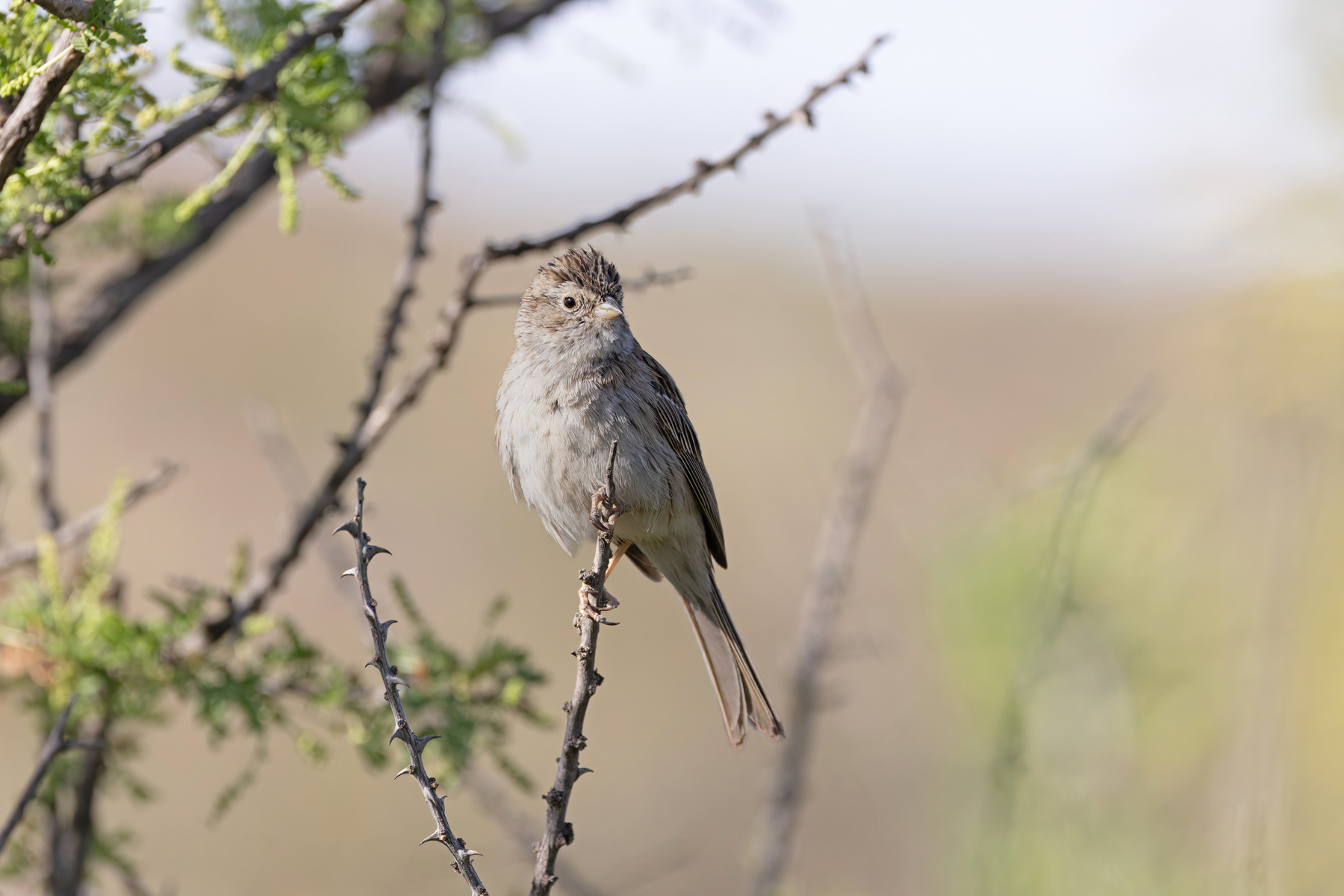 Brewer's Sparrow (image by Mike Watson)