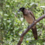 Brown Jay (image by Mike Watson)
