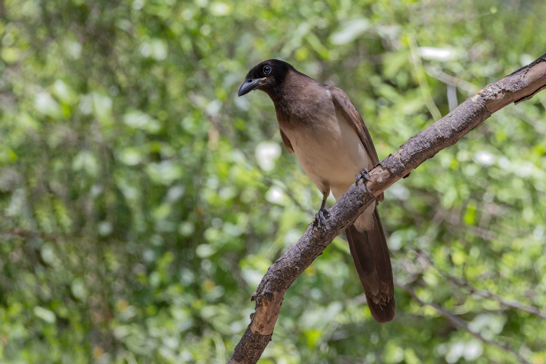 Brown Jay (image by Mike Watson)