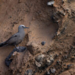 Brown Noddy (image by Mike Watson)