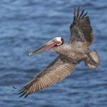Brown Pelican (image by Pete Morris)