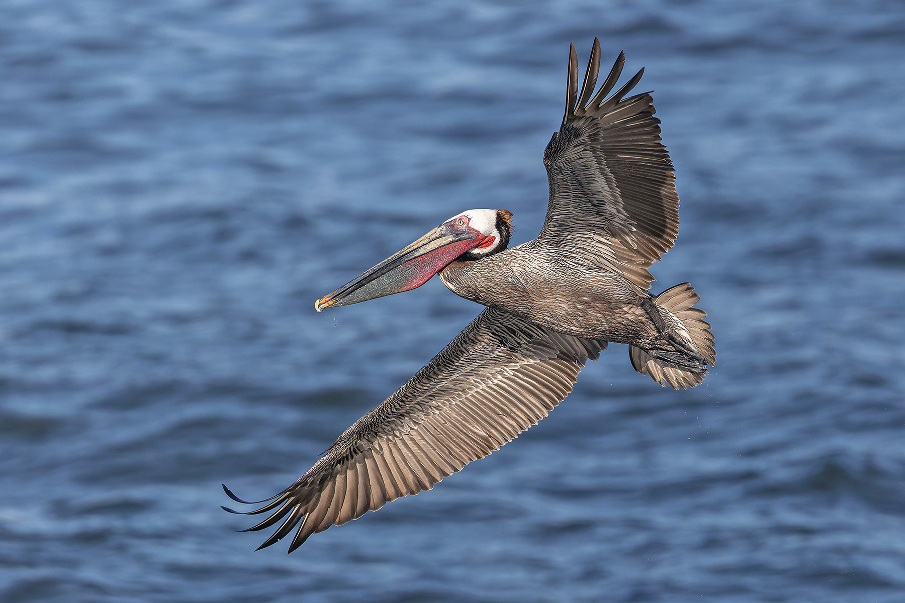 Brown Pelican (image by Pete Morris)