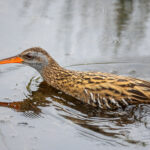 Brown-cheeked Rail (image by Simon Mitchell)