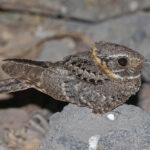 Buff-collared Nightjar (image by Pete Morris)