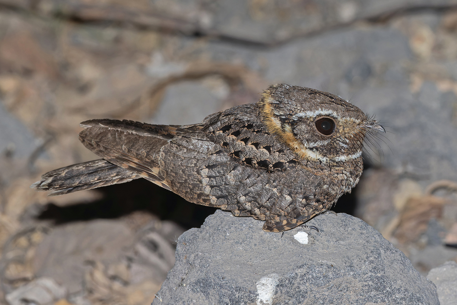 Buff-collared Nightjar (image by Pete Morris)