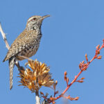 Cactus Wren (image by Pete Morris)