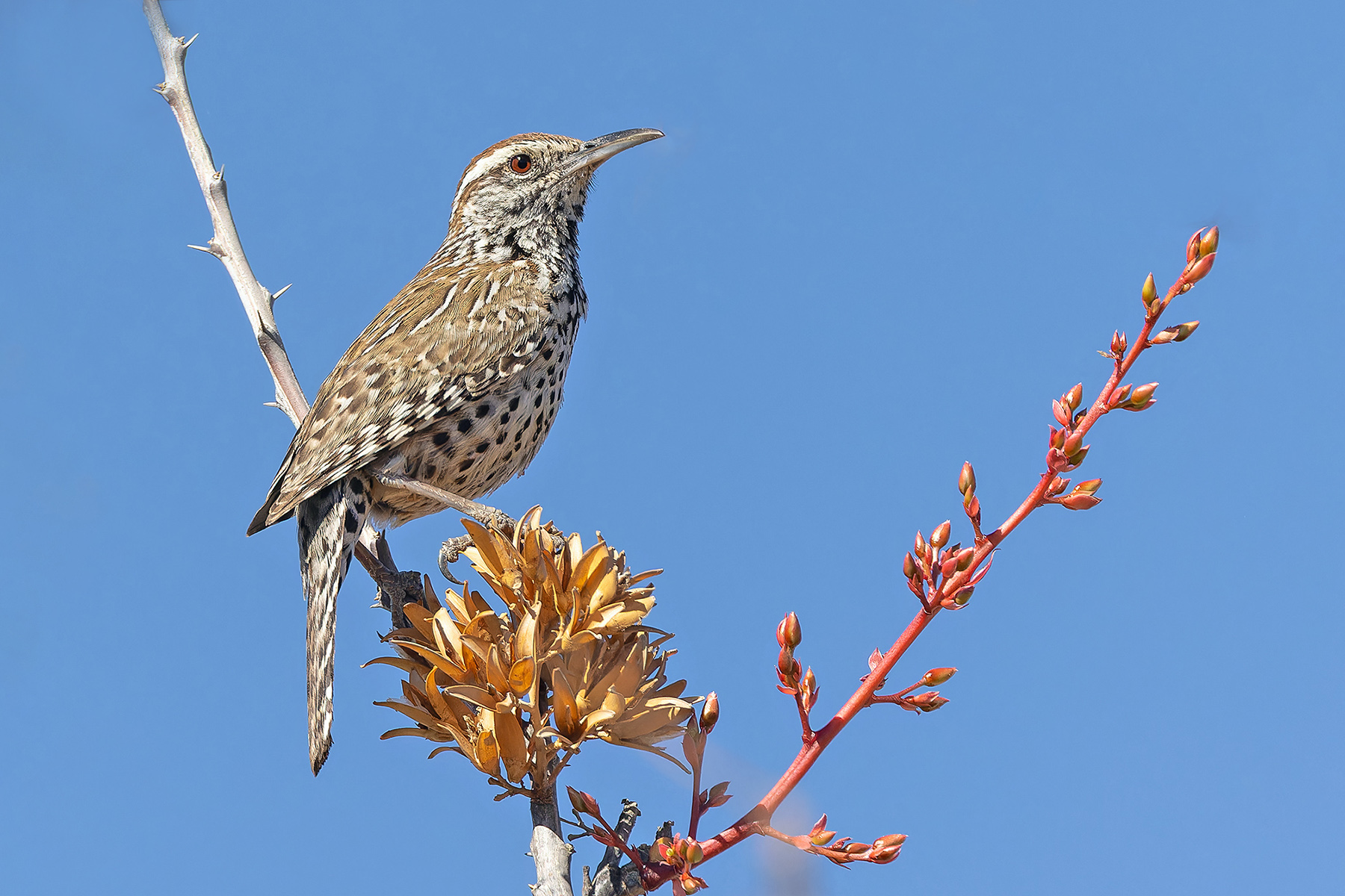 Cactus Wren (image by Pete Morris)