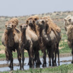Camels (image by Mark Van Beirs)