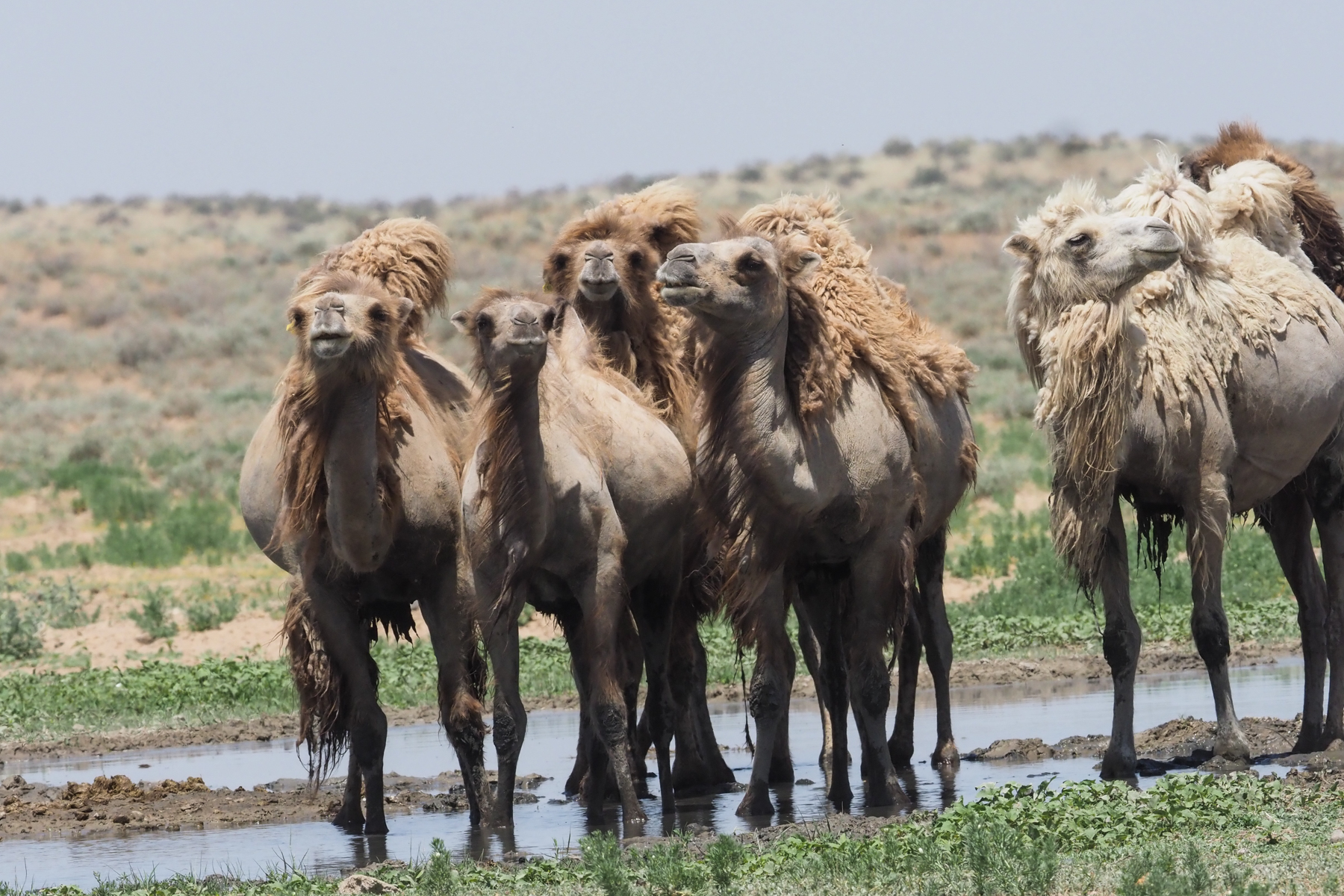 Camels (image by Mark Van Beirs)